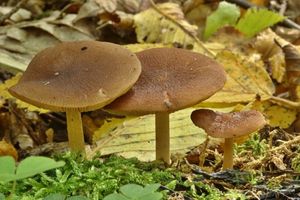 Klikni pro velký obrázek