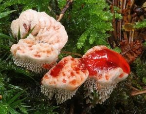 Klikni pro velký obrázek