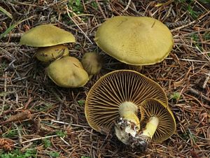 Klikni pro velký obrázek