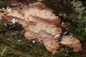 Klikni pro velký obrázek