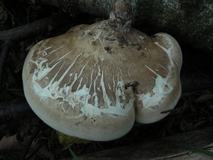 Klikni pro velký obrázek