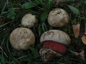 Klikni pro velký obrázek