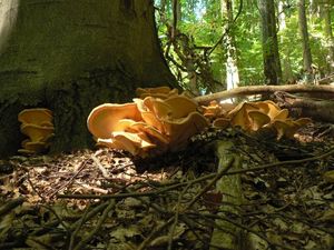 Klikni pro velký obrázek