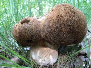 Klikni pro velký obrázek