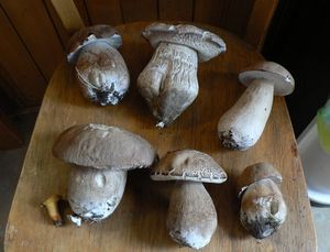 Klikni pro velký obrázek