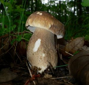 Klikni pro velký obrázek