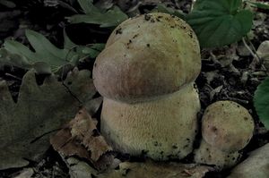 Klikni pro velký obrázek