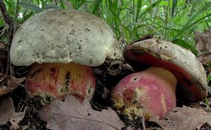 Klikni pro velký obrázek