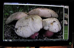 Klikni pro velký obrázek