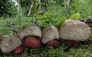 Klikni pro velký obrázek