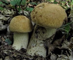 Klikni pro velký obrázek