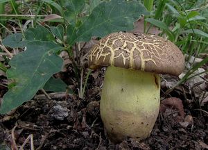 Klikni pro velký obrázek