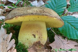 Klikni pro velký obrázek