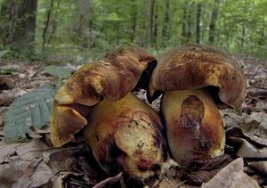 Klikni pro velký obrázek