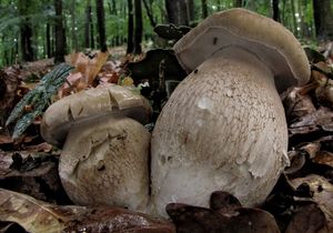 Klikni pro velký obrázek