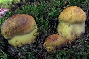 Klikni pro velký obrázek