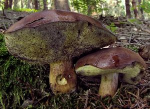 Klikni pro velký obrázek