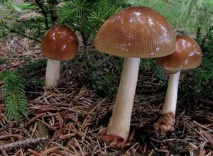 Muchomůrka plavá - Amanita fulva  Fr. 1815