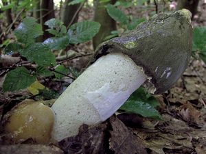 Klikni pro velký obrázek