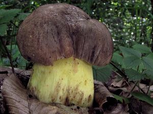 Klikni pro velký obrázek