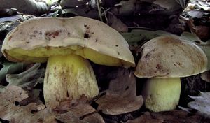 Klikni pro velký obrázek