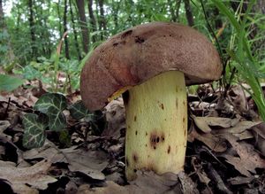 Klikni pro velký obrázek