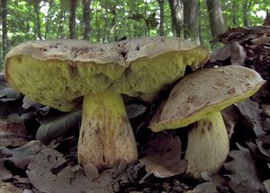 Klikni pro velký obrázek