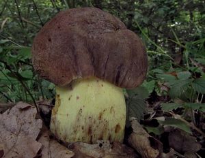 Klikni pro velký obrázek