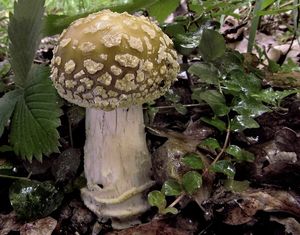 Muchomůrka drsná - Amanita franchetii  (Boud.) Fayod 1889