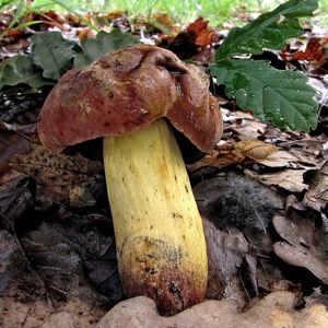 Hřib Quéletův - Boletus queletii Schulzer