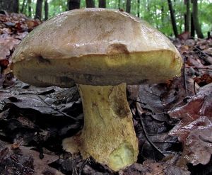 Klikni pro velký obrázek