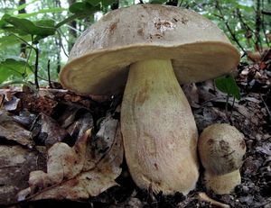 Klikni pro velký obrázek