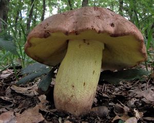 Klikni pro velký obrázek