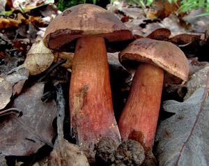 Klikni pro velký obrázek