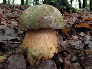 Klikni pro velký obrázek