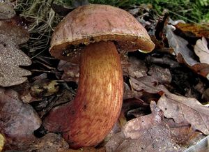 Klikni pro velký obrázek