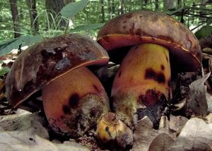 Klikni pro velký obrázek