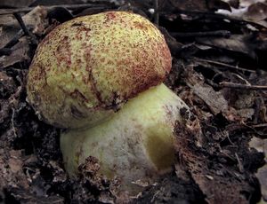 Klikni pro velký obrázek