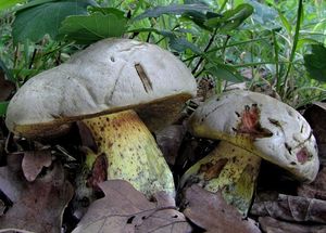 Hřib medotrpký - Caloboletus radicans (Pers.) Vizzini 2014