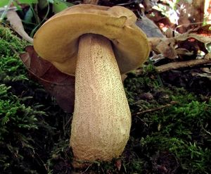 Kozák dubový - Leccinum crocipodium (Letell.) Watling