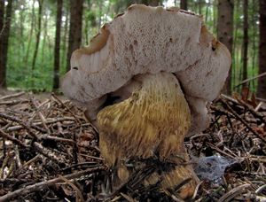 Klikni pro velký obrázek