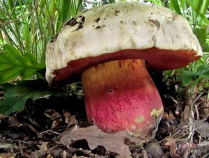 Klikni pro velký obrázek