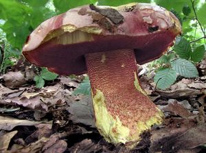 Klikni pro velký obrázek