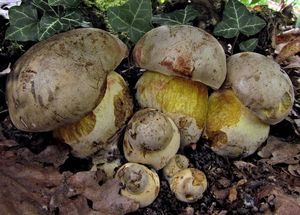 Klikni pro velký obrázek