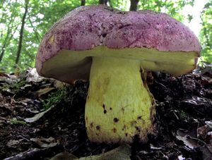 Klikni pro velký obrázek