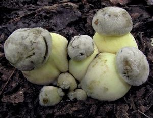 Klikni pro velký obrázek