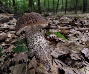 Klikni pro velký obrázek