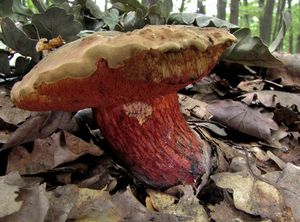 Klikni pro velký obrázek