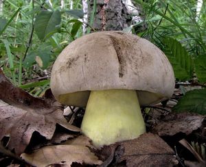 Klikni pro velký obrázek