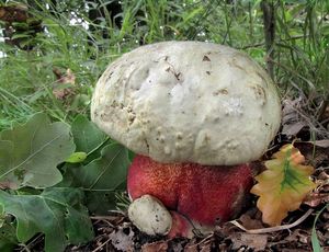 Klikni pro velký obrázek